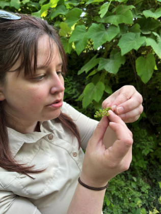 A person with long brown hair closely examines a cluster of small green berries outdoors